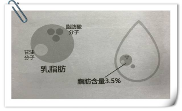 沒奶味 沒有奶皮子？答案都在乳脂中